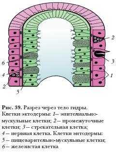 Кракен лучший маркетплейс